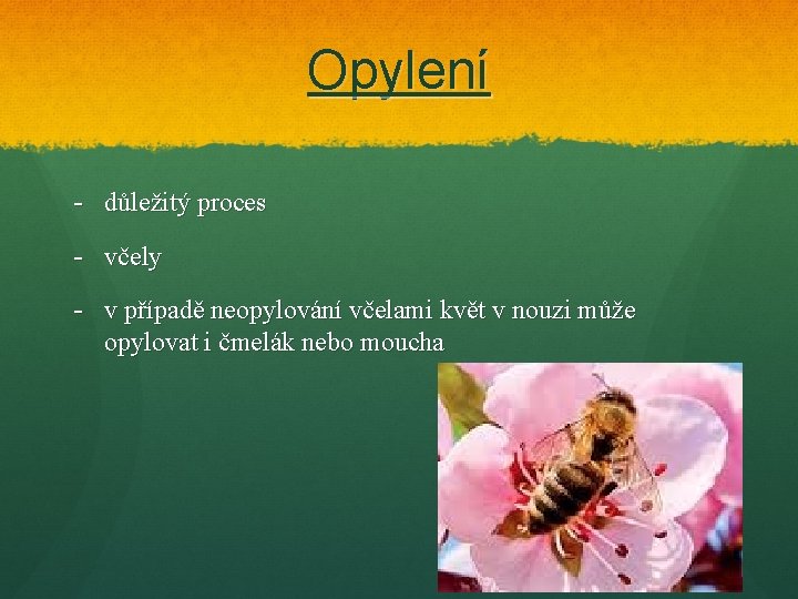 Opylení - důležitý proces - včely - v případě neopylování včelami květ v nouzi