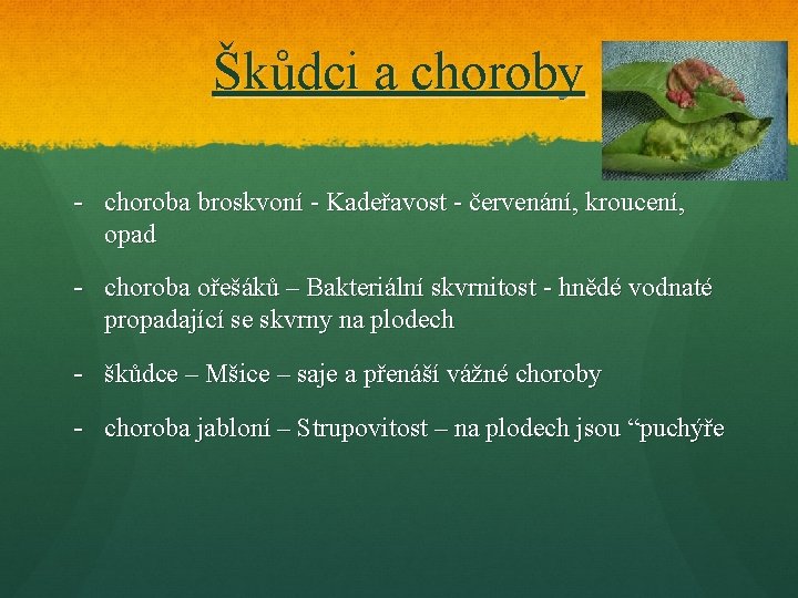 Škůdci a choroby - choroba broskvoní - Kadeřavost - červenání, kroucení, opad - choroba