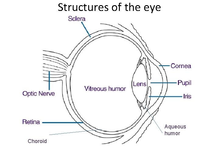 Structures of the eye Aqueous humor Choroid Structures of the eye Aqueous humor Choroid