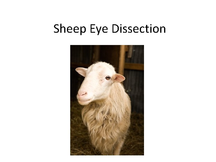 Sheep Eye Dissection Sheep Eye Dissection