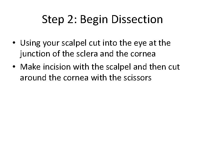 Step 2: Begin Dissection • Using your scalpel cut into the eye at the Step 2: Begin Dissection • Using your scalpel cut into the eye at the