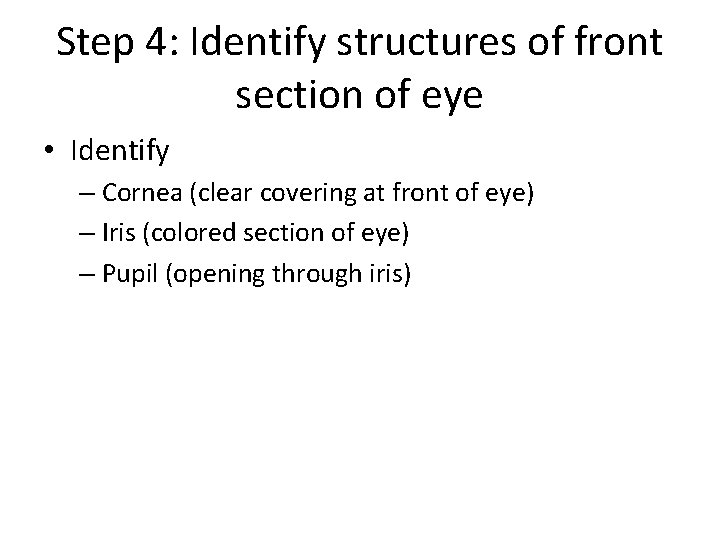 Step 4: Identify structures of front section of eye • Identify – Cornea (clear Step 4: Identify structures of front section of eye • Identify – Cornea (clear