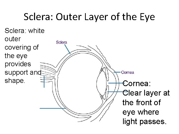 Sclera: Outer Layer of the Eye Sclera: white outer covering of the eye provides Sclera: Outer Layer of the Eye Sclera: white outer covering of the eye provides