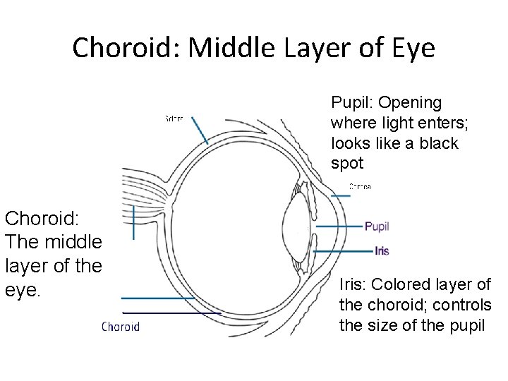 Choroid: Middle Layer of Eye Pupil: Opening where light enters; looks like a black Choroid: Middle Layer of Eye Pupil: Opening where light enters; looks like a black