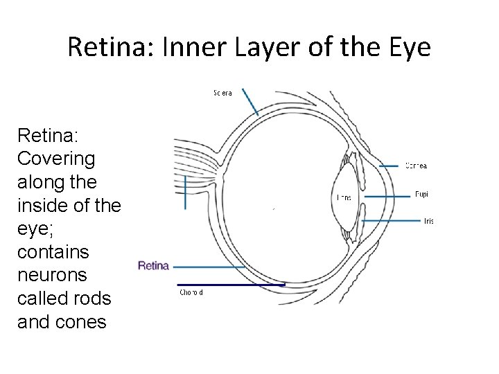 Retina: Inner Layer of the Eye Retina: Covering along the inside of the eye; Retina: Inner Layer of the Eye Retina: Covering along the inside of the eye;