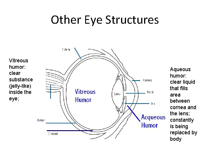 Other Eye Structures Vitreous humor: clear substance (jelly-like) inside the eye; Aqueous humor: clear Other Eye Structures Vitreous humor: clear substance (jelly-like) inside the eye; Aqueous humor: clear
