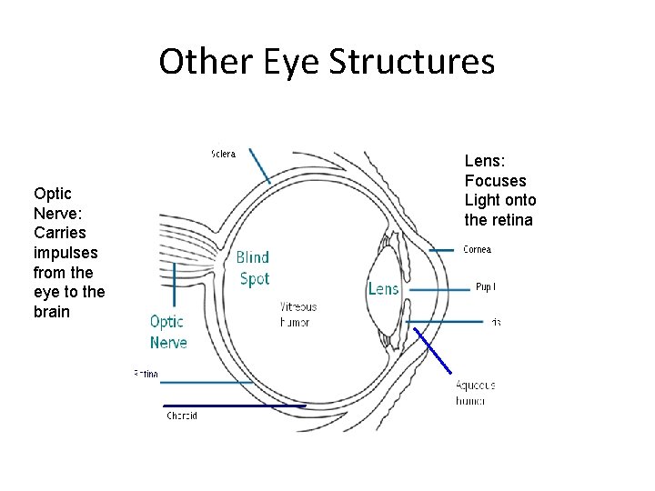 Other Eye Structures Optic Nerve: Carries impulses from the eye to the brain Lens: Other Eye Structures Optic Nerve: Carries impulses from the eye to the brain Lens: