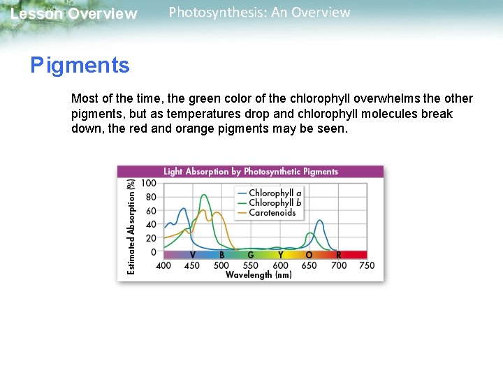 Lesson Overview Photosynthesis: An Overview Pigments Most of the time, the green color of