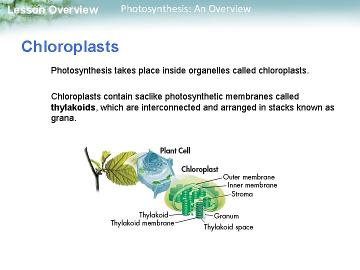 Lesson Overview Photosynthesis: An Overview Chloroplasts Photosynthesis takes place inside organelles called chloroplasts. Chloroplasts