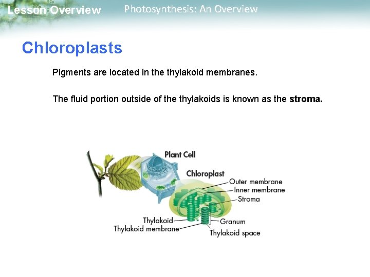 Lesson Overview Photosynthesis: An Overview Chloroplasts Pigments are located in the thylakoid membranes. The