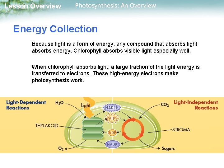 Lesson Overview Photosynthesis: An Overview Energy Collection Because light is a form of energy,