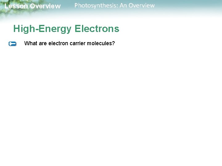 Lesson Overview Photosynthesis: An Overview High-Energy Electrons What are electron carrier molecules? 