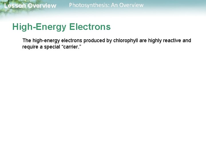 Lesson Overview Photosynthesis: An Overview High-Energy Electrons The high-energy electrons produced by chlorophyll are