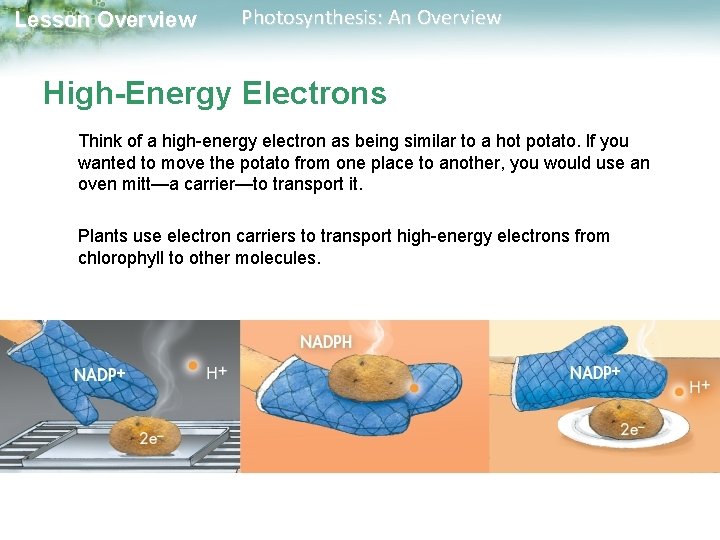 Lesson Overview Photosynthesis: An Overview High-Energy Electrons Think of a high-energy electron as being