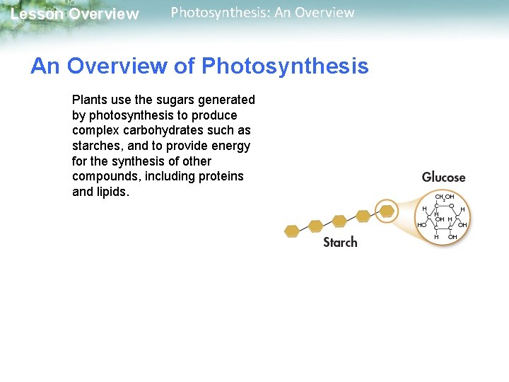 Lesson Overview Photosynthesis: An Overview of Photosynthesis Plants use the sugars generated by photosynthesis