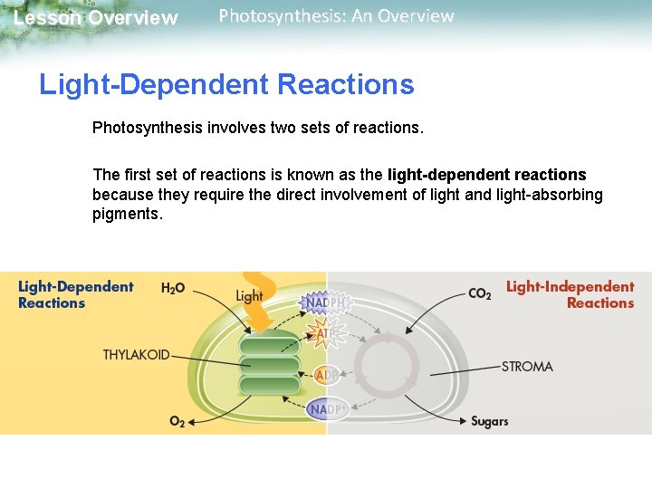 Lesson Overview Photosynthesis: An Overview Light-Dependent Reactions Photosynthesis involves two sets of reactions. The