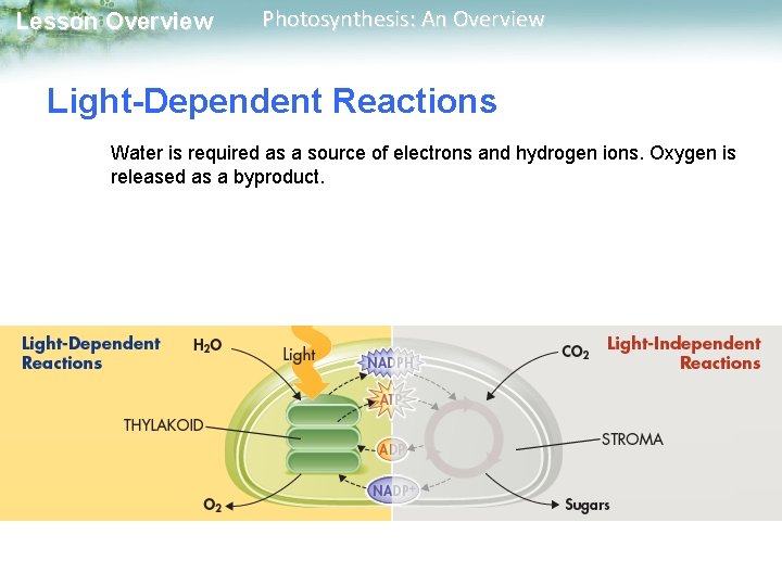 Lesson Overview Photosynthesis: An Overview Light-Dependent Reactions Water is required as a source of