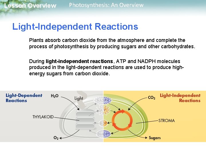 Lesson Overview Photosynthesis: An Overview Light-Independent Reactions Plants absorb carbon dioxide from the atmosphere