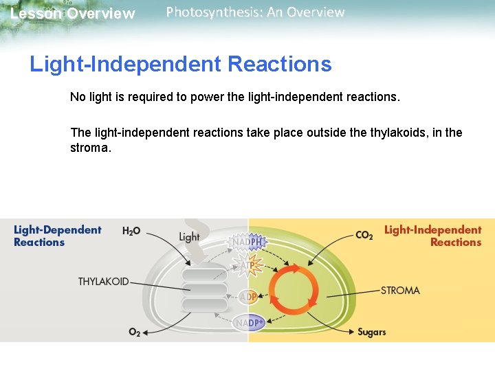 Lesson Overview Photosynthesis: An Overview Light-Independent Reactions No light is required to power the