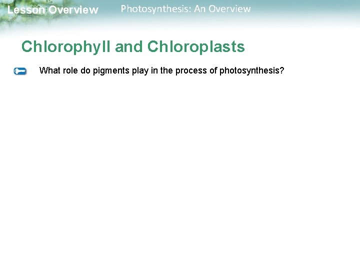 Lesson Overview Photosynthesis: An Overview Chlorophyll and Chloroplasts What role do pigments play in