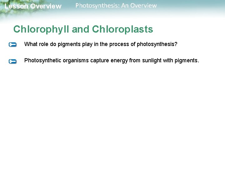 Lesson Overview Photosynthesis: An Overview Chlorophyll and Chloroplasts What role do pigments play in