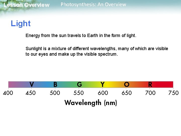 Lesson Overview Photosynthesis: An Overview Light Energy from the sun travels to Earth in