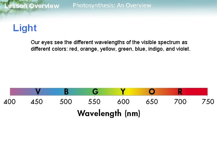 Lesson Overview Photosynthesis: An Overview Light Our eyes see the different wavelengths of the