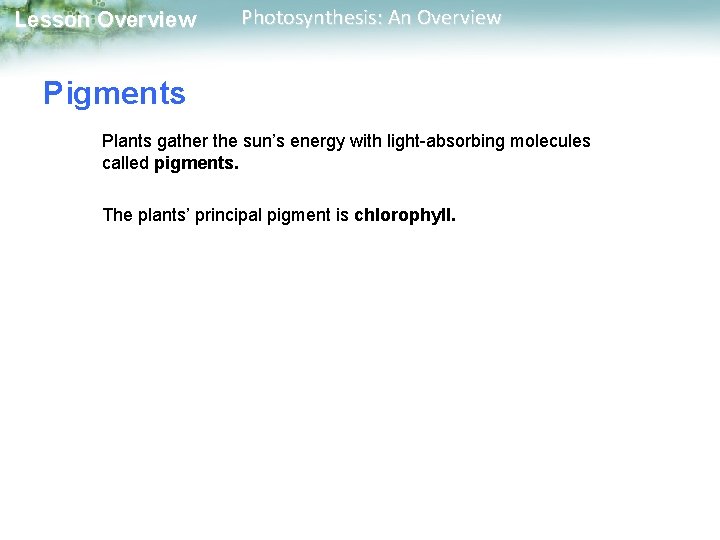 Lesson Overview Photosynthesis: An Overview Pigments Plants gather the sun’s energy with light-absorbing molecules