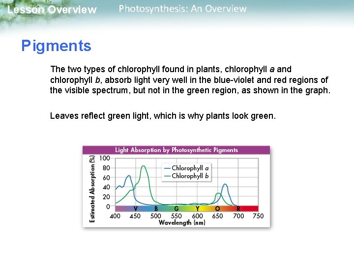 Lesson Overview Photosynthesis: An Overview Pigments The two types of chlorophyll found in plants,