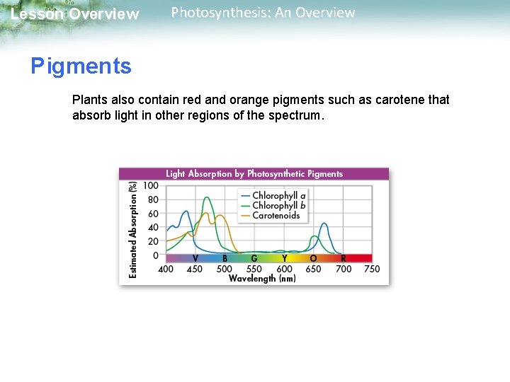 Lesson Overview Photosynthesis: An Overview Pigments Plants also contain red and orange pigments such