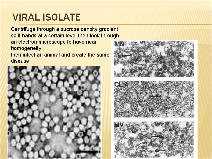 VIRAL ISOLATE Centrifuge through a sucrose density gradient so it bands at a certain