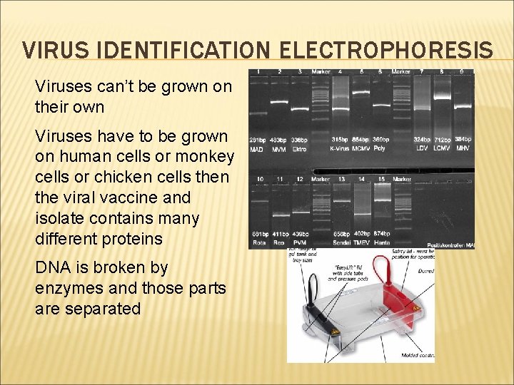 VIRUS IDENTIFICATION ELECTROPHORESIS Viruses can’t be grown on their own Viruses have to be