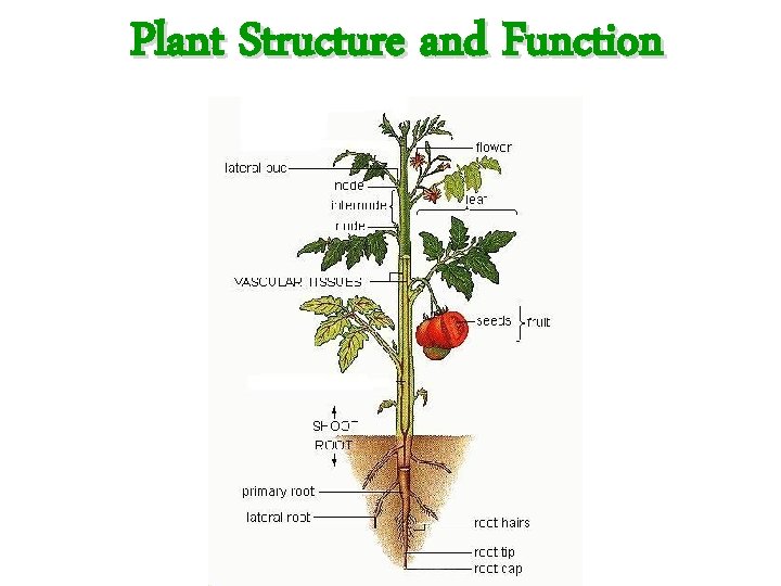 Plant Structure and Function 