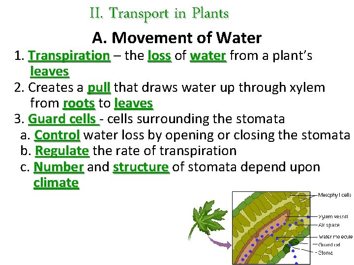 II. Transport in Plants A. Movement of Water 1. Transpiration – the loss of