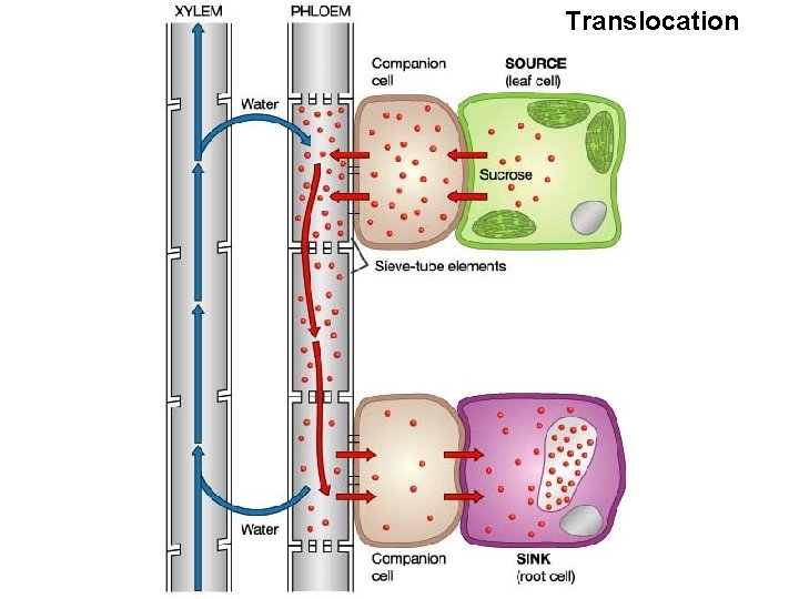 Translocation 