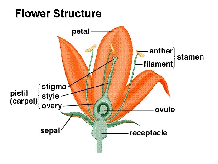 Flower Structure 