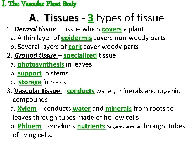 I. The Vascular Plant Body A. Tissues - 3 types of tissue 1. Dermal