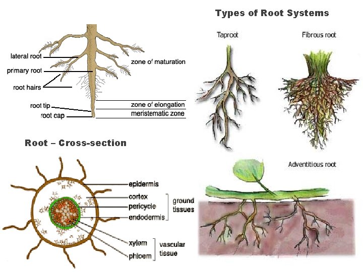 Types of Root Systems Root – Cross-section 