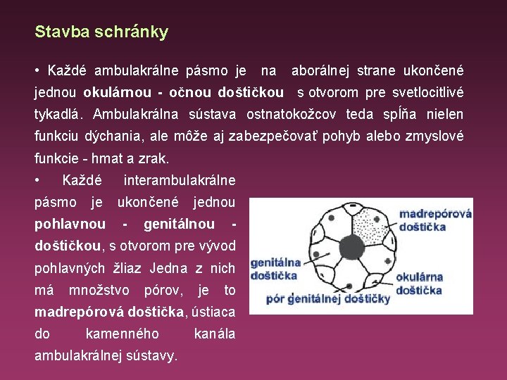 Stavba schránky • Každé ambulakrálne pásmo je na aborálnej strane ukončené jednou okulárnou - Stavba schránky • Každé ambulakrálne pásmo je na aborálnej strane ukončené jednou okulárnou -