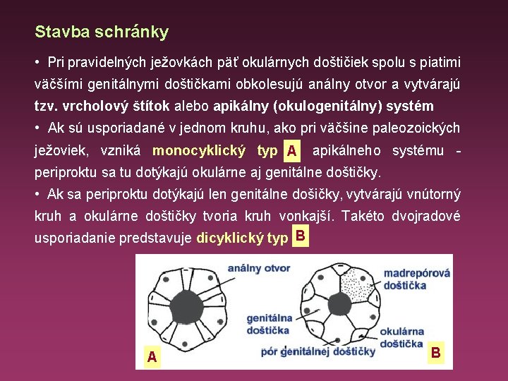 Stavba schránky • Pri pravidelných ježovkách päť okulárnych doštičiek spolu s piatimi väčšími genitálnymi