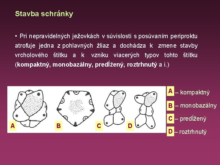 Stavba schránky • Pri nepravidelných ježovkách v súvislosti s posúvaním periproktu atrofuje jedna z