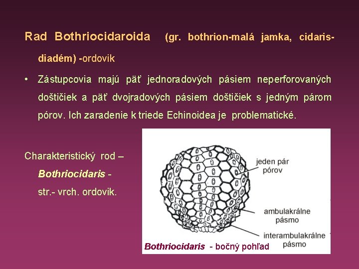 Rad Bothriocidaroida (gr. bothrion-malá jamka, cidaris- diadém) -ordovik • Zástupcovia majú päť jednoradových pásiem
