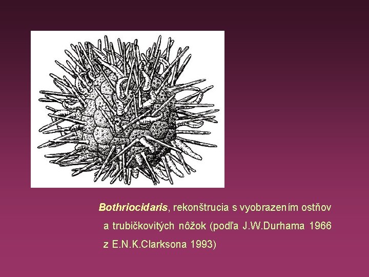 Bothriocidaris, rekonštrucia s vyobrazením ostňov a trubičkovitých nôžok (podľa J. W. Durhama 1966 z