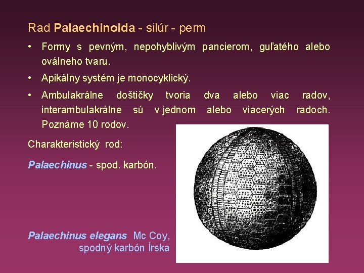 Rad Palaechinoida - silúr - perm • Formy s pevným, nepohyblivým pancierom, guľatého alebo