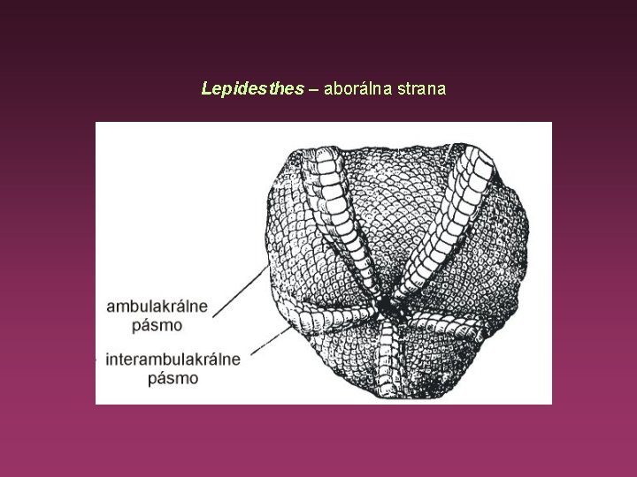 Lepidesthes – aborálna strana 