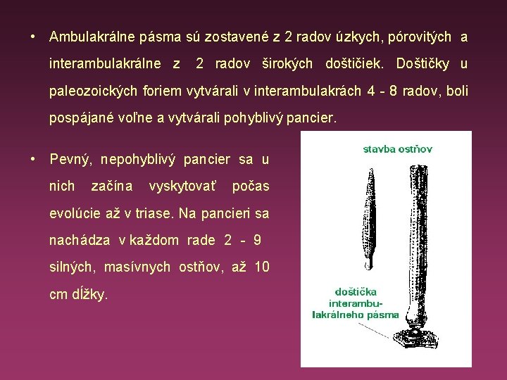  • Ambulakrálne pásma sú zostavené z 2 radov úzkych, pórovitých a interambulakrálne z