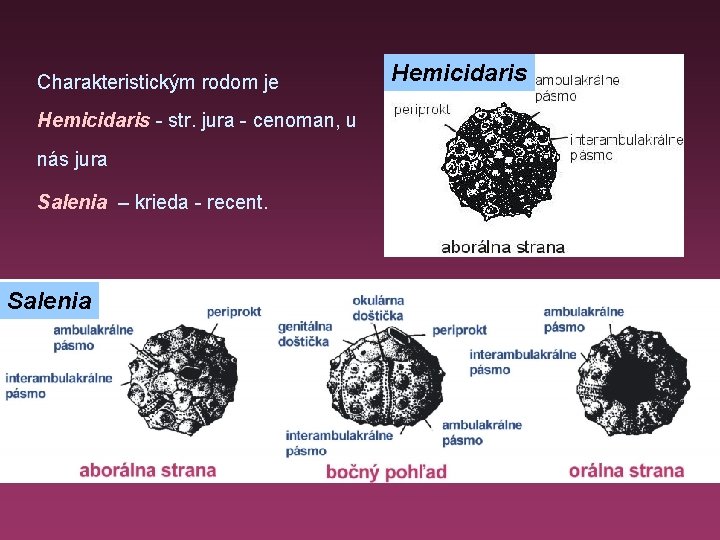 Charakteristickým rodom je Hemicidaris - str. jura - cenoman, u nás jura Salenia –
