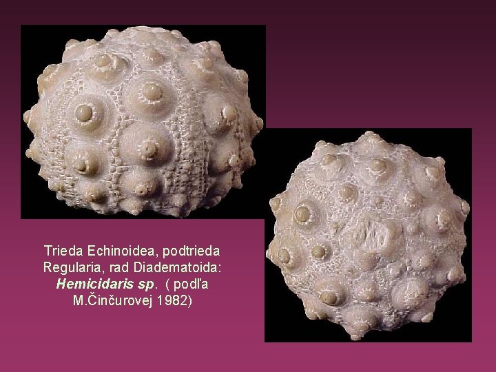 Trieda Echinoidea, podtrieda Regularia, rad Diadematoida: Hemicidaris sp. ( podľa M. Činčurovej 1982) 