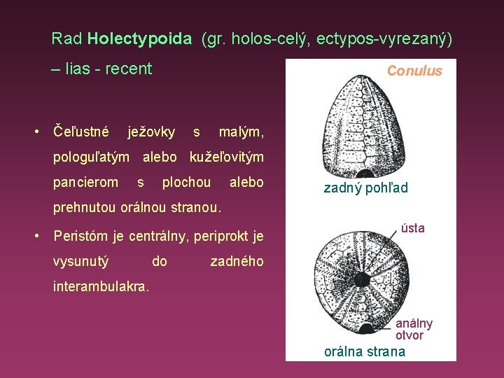 Rad Holectypoida (gr. holos-celý, ectypos-vyrezaný) – lias - recent • Čeľustné Conulus ježovky s