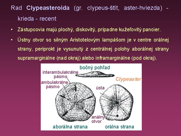 Rad Clypeasteroida (gr. clypeus-štít, aster-hviezda) krieda - recent • Zástupcovia majú plochý, diskovitý, prípadne